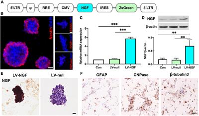 Neural Stem Cells Overexpressing Nerve Growth Factor Improve Functional Recovery in Rats Following Spinal Cord Injury via Modulating Microenvironment and Enhancing Endogenous Neurogenesis